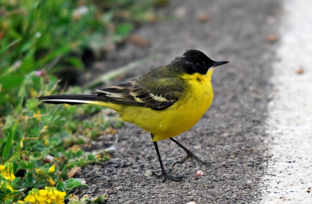 Cutrettola (Motacilla feldegg)